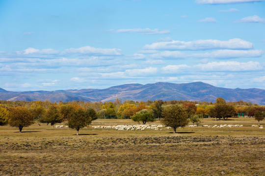 秋季树林羊群