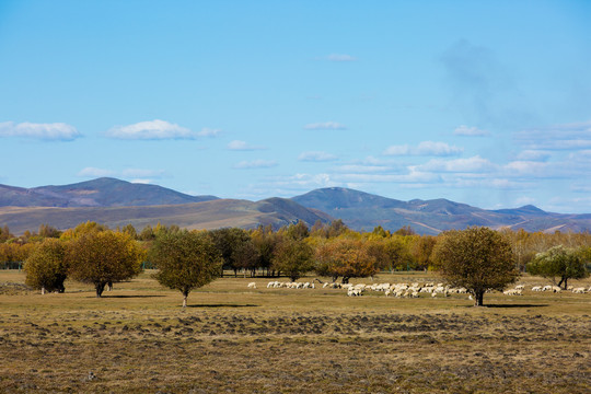 秋季林间草原羊群
