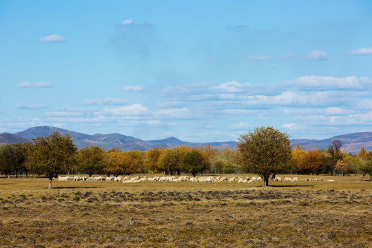 秋季树林放牧羊群