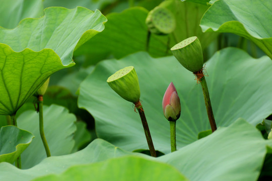 荷花