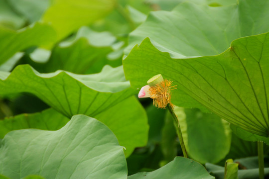 荷花