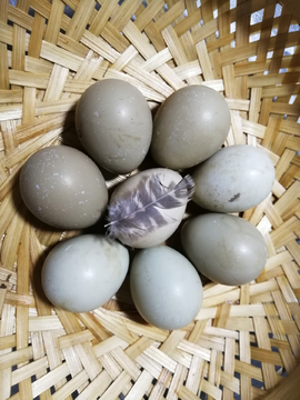 山鸡蛋