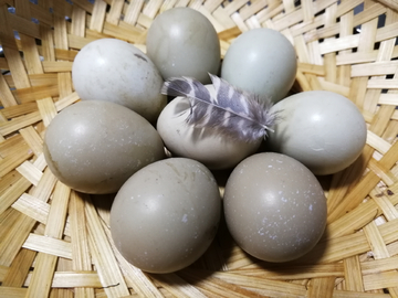 野鸡蛋