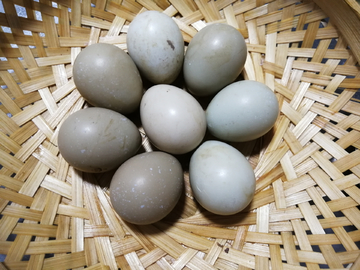 山鸡蛋