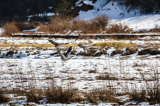 雪地里的黑颈鹤