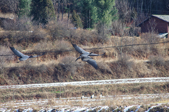 冬季黑颈鹤