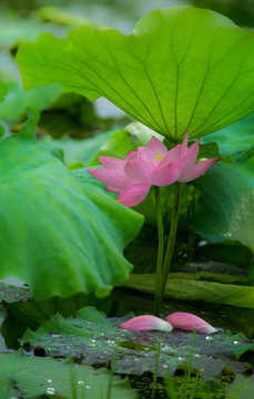 荷花莲花