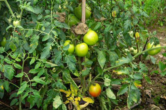 番茄植株