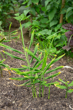 生姜植株标本