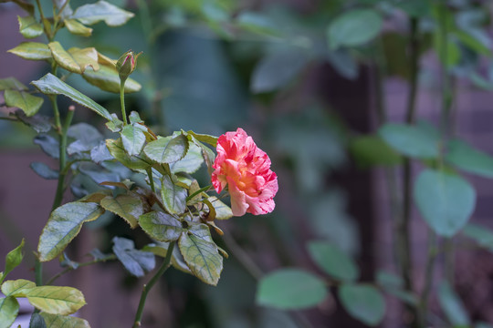 月季花
