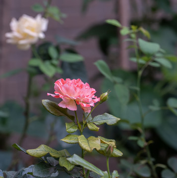 月季花