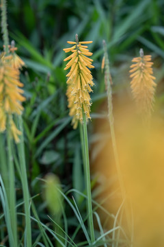 火炬花