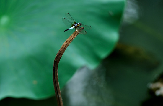蜻蜓