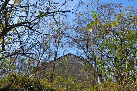 天台山L