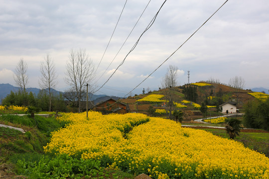 樟扒沟R