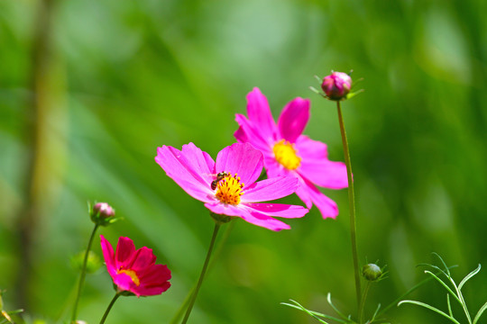 中峰花草B