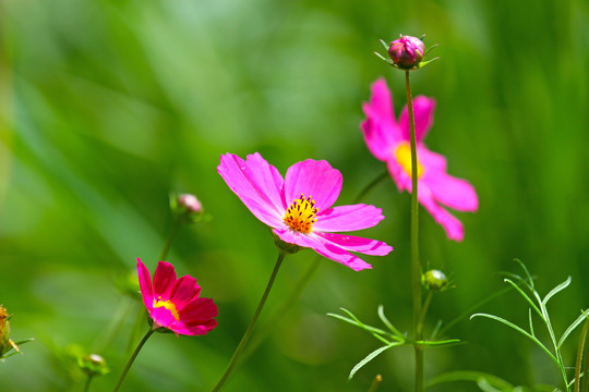 中峰花草C