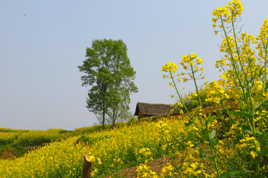 中峰花草D
