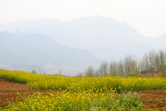 中峰花草H