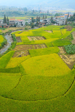 中峰贡米田园BG