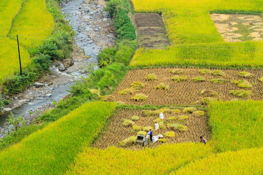 中峰贡米田园BJ