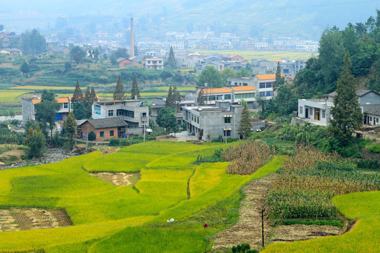 中峰贡米田园BR