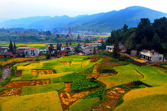 中峰贡米田园BS