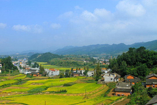 中峰贡米田园CH