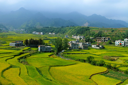 中峰贡米田园CQ