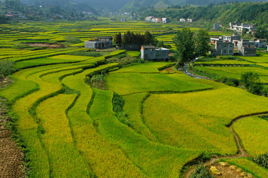 中峰贡米田园CU