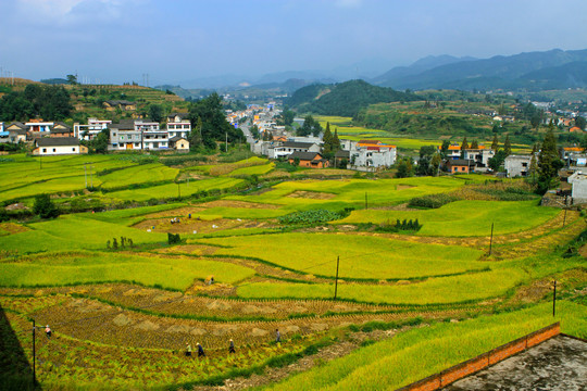 中峰贡米田园CF