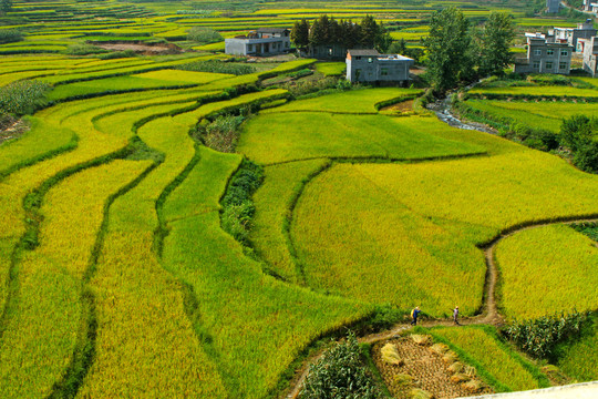中峰贡米田园CY