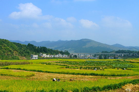 中峰贡米田园DD