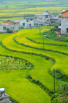 中峰贡米田园T