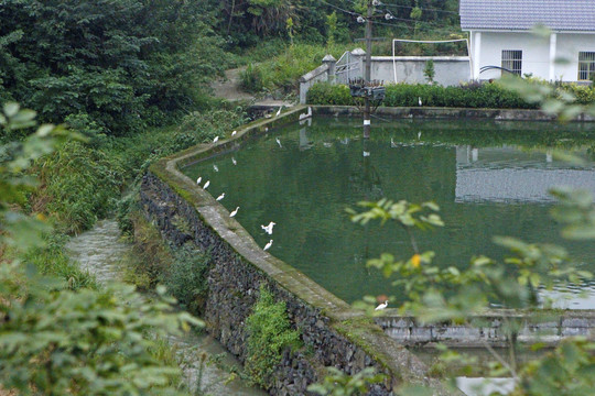 中峰鸟群M