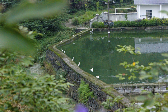 中峰鸟群N