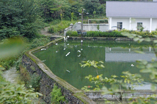 中峰鸟群Z