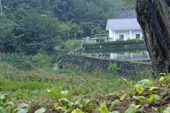 中峰鸟群A