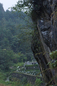 中峰鸟群B