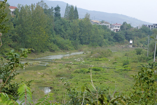 中峰鸟群BC