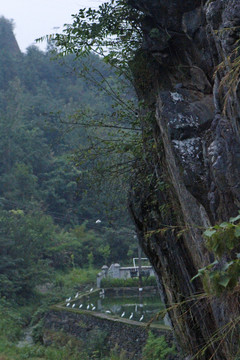 中峰鸟群C