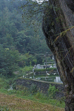 中峰鸟群E