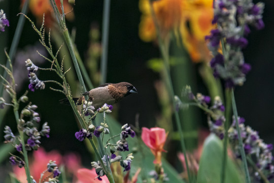花丛中的斑文鸟