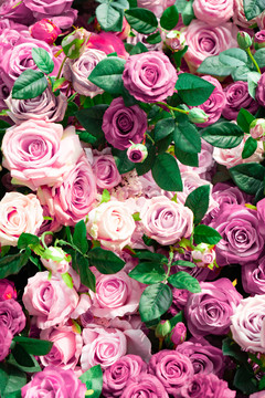 婚礼背景素材玫瑰花粉色平铺