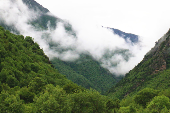 西藏拉姆拉措湿地公园高山云雾