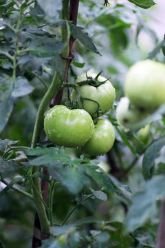 未成熟的西红柿