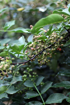 新鲜花椒