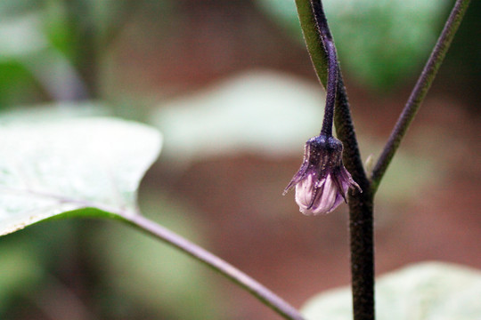 茄子花