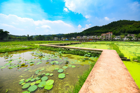 花都梯面红山村荷花池