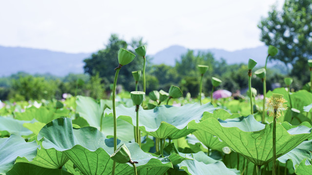 荷花池